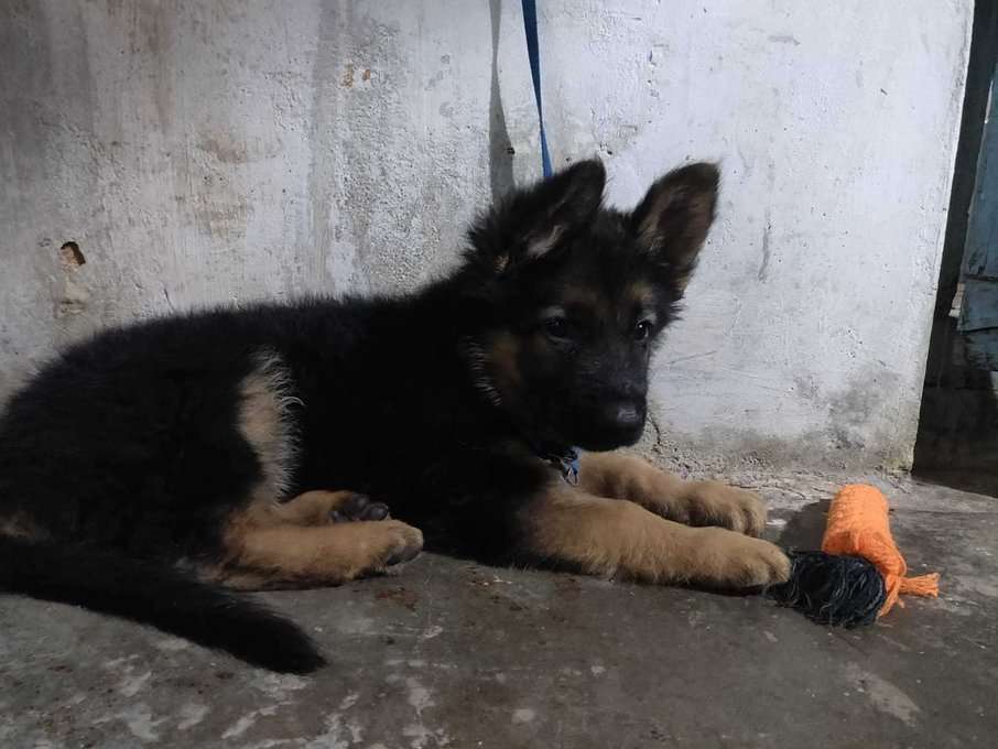 German Shepherd For Sale In Kolar