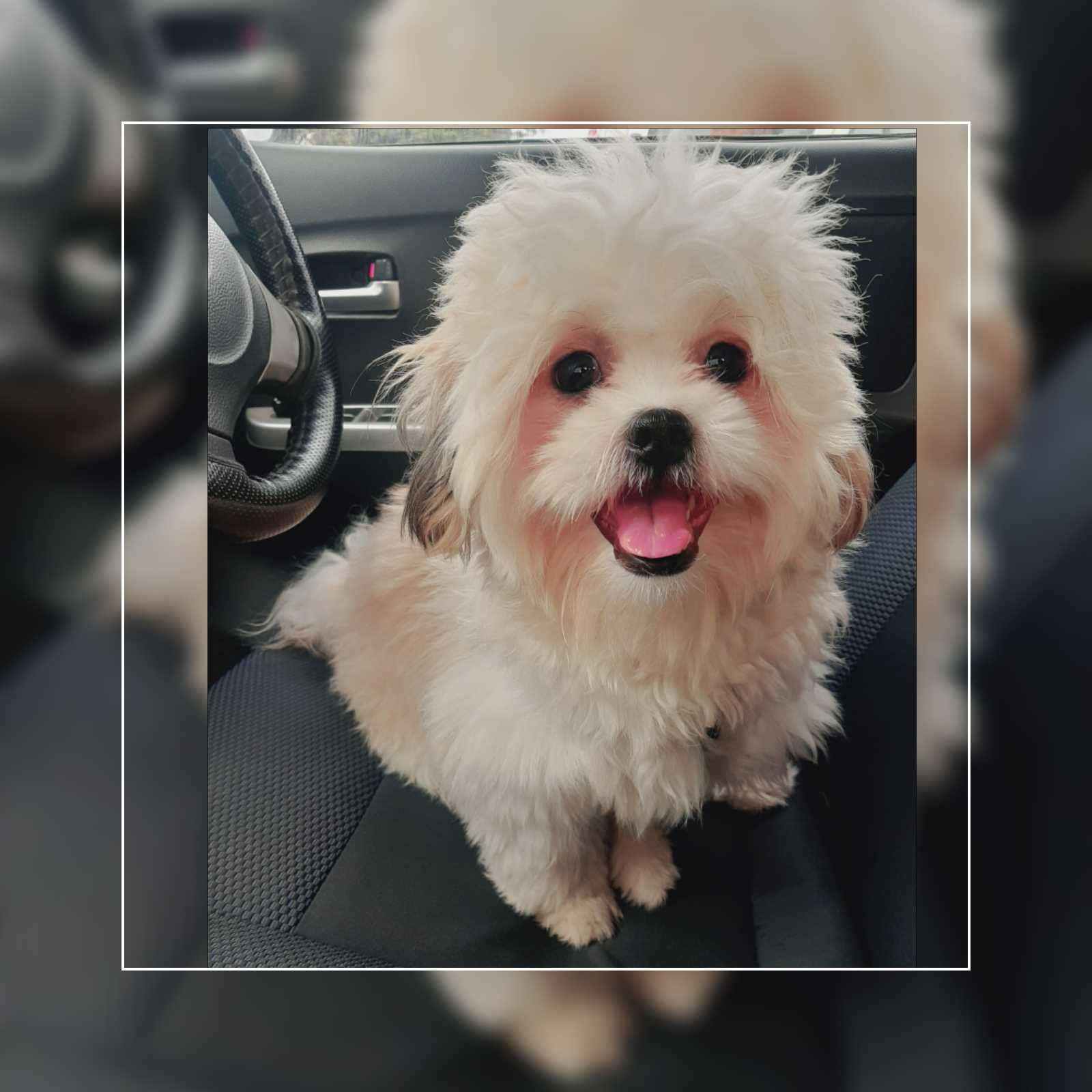 Lhasa Apso Dogs For Mating In Pune