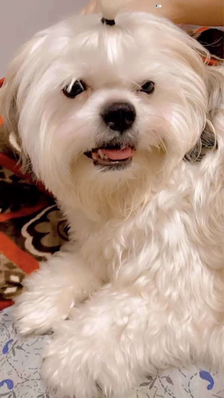 Maltese Dogs For Mating In Gurgaon