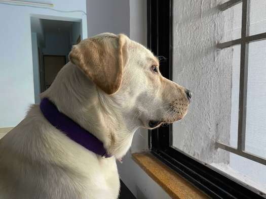 Labrador Retriever Dogs For Mating In Pune