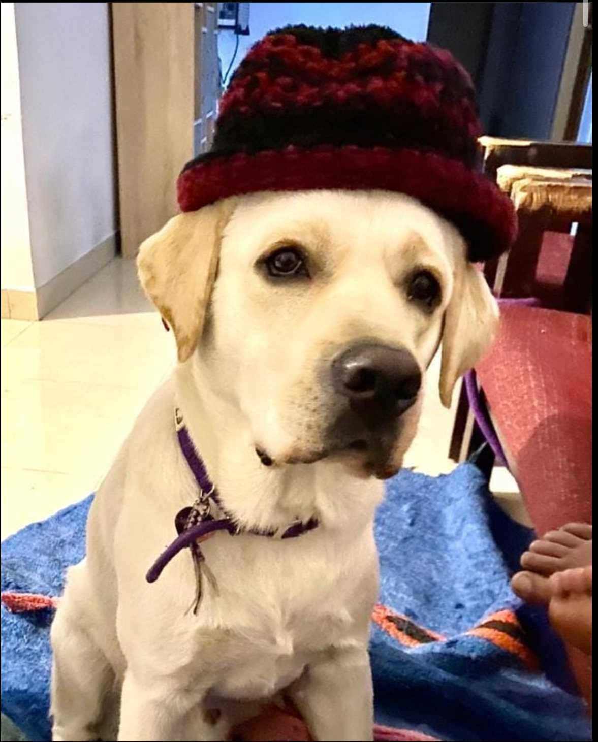 Labrador Retriever Dogs For Mating In Pune