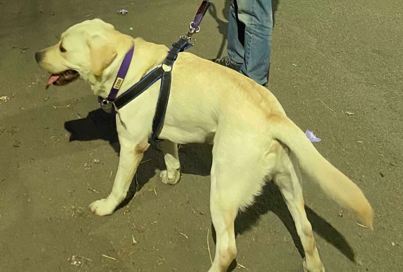 Labrador Retriever Dogs For Mating In Pune