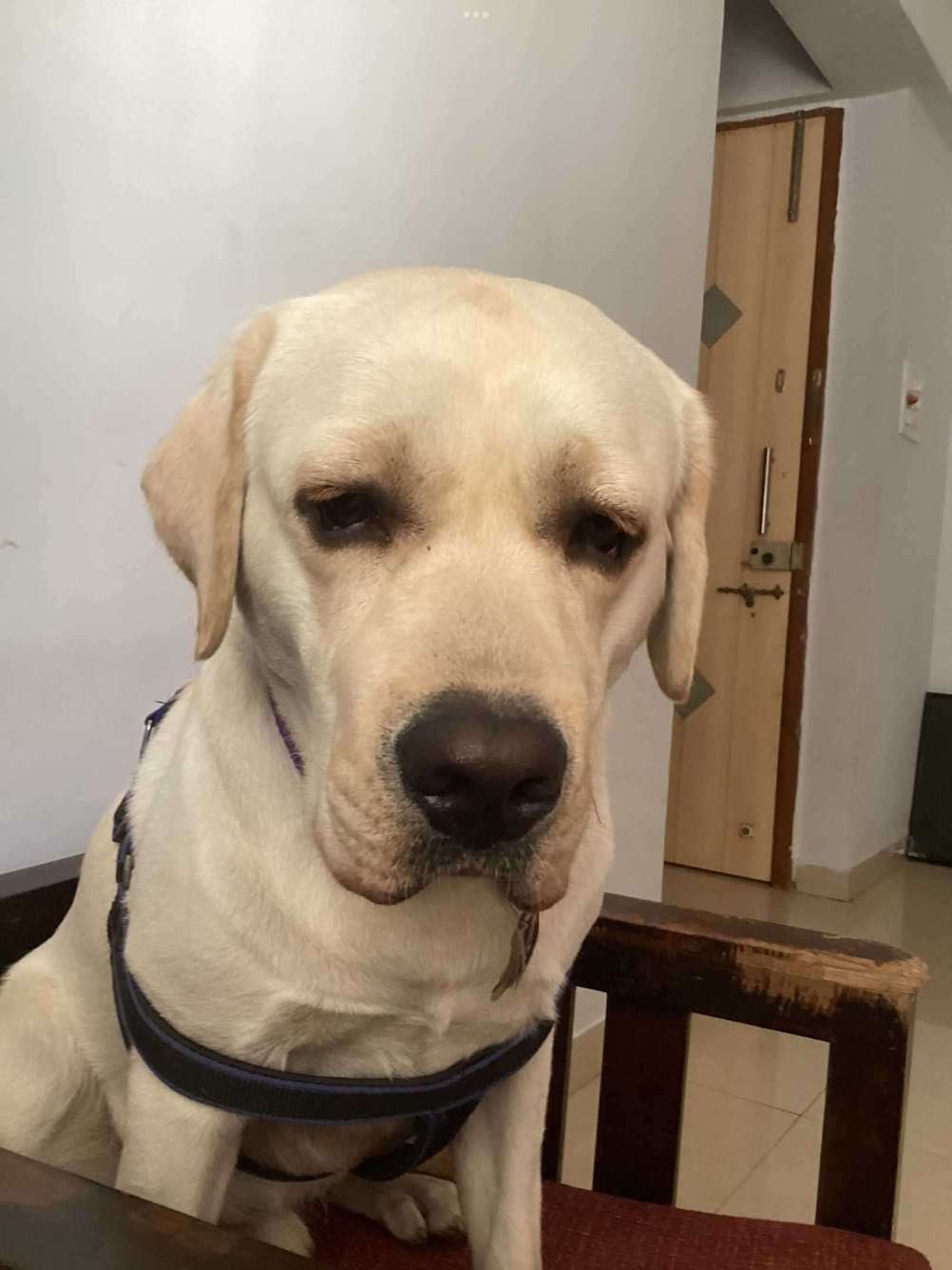 Labrador Retriever Dogs For Mating In Pune