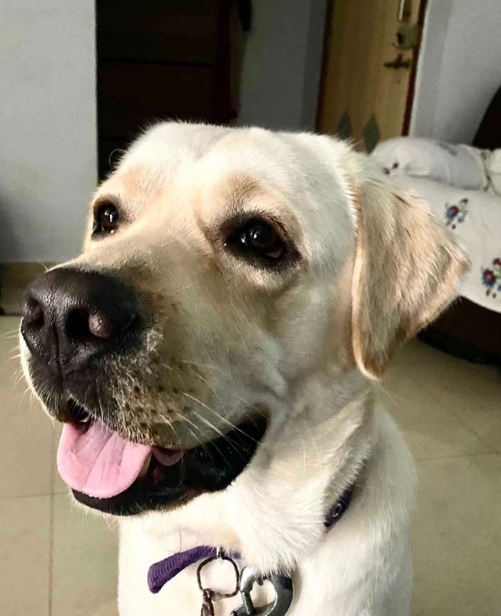 Labrador Retriever Dogs For Mating In Pune
