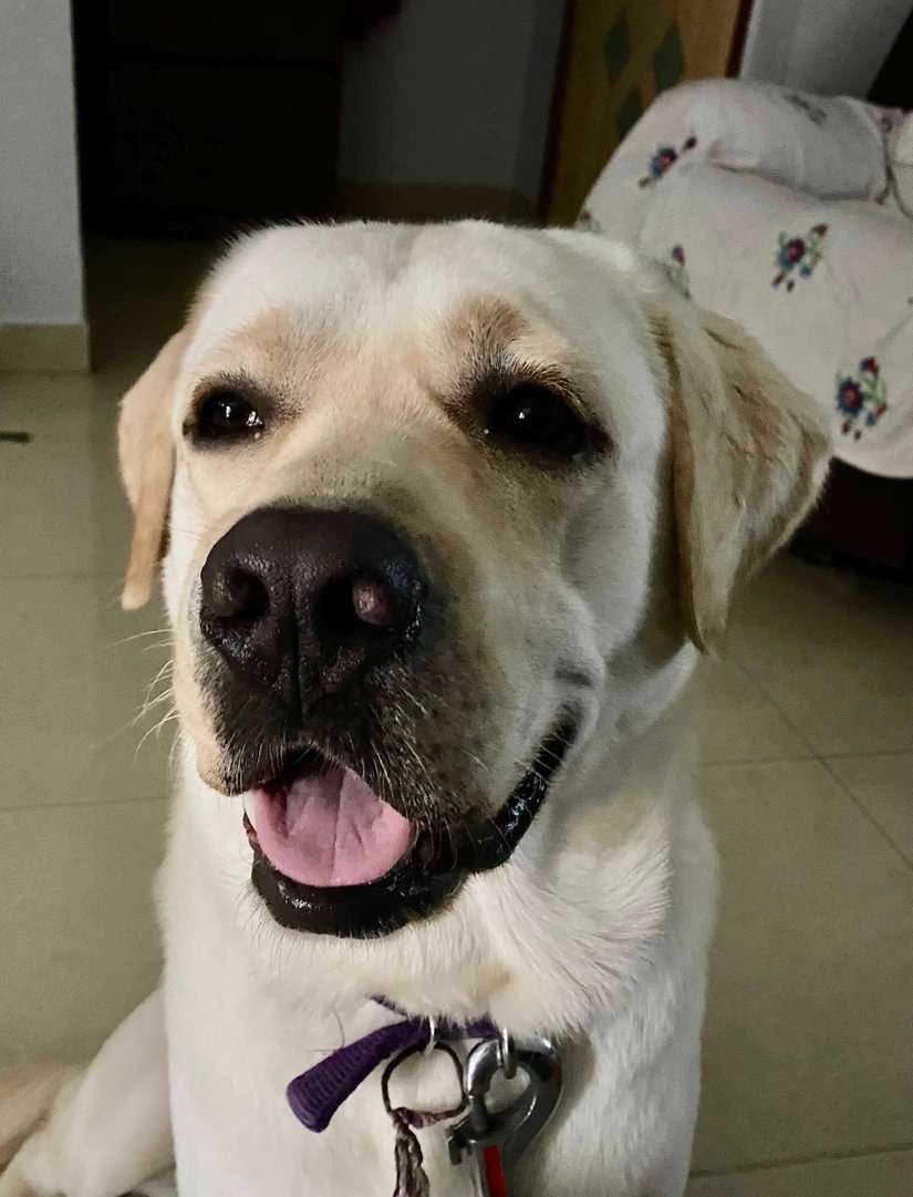 Labrador Retriever Dogs For Mating In Pune