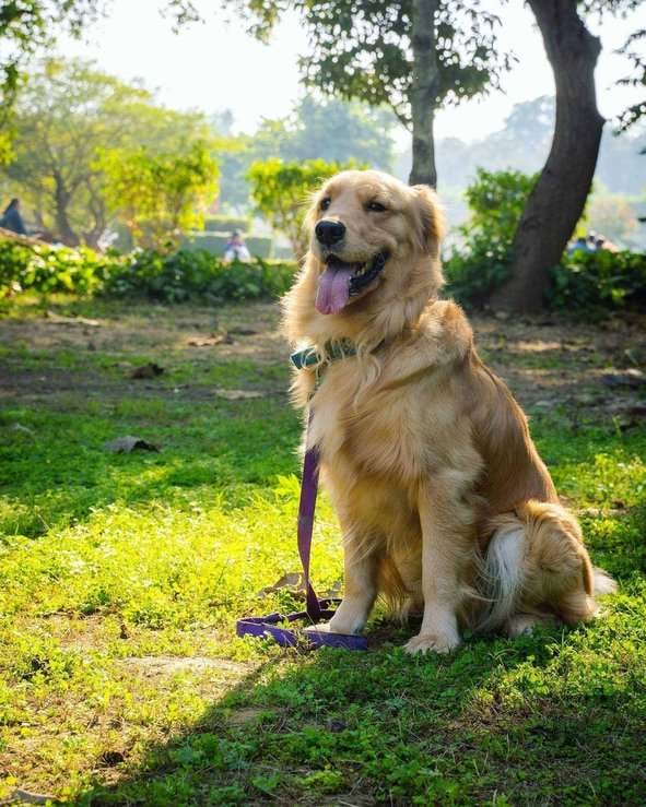 Golden Retriever Dogs For Mating In Delhi