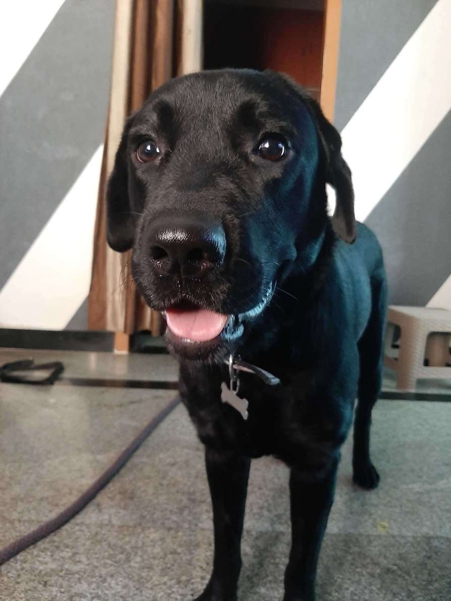 Labrador Retriever Dogs For Mating In Chennai