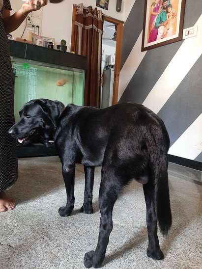 Labrador Retriever Dogs For Mating In Chennai
