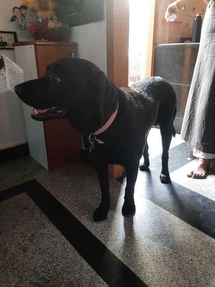 Labrador Retriever Dogs For Mating In Chennai
