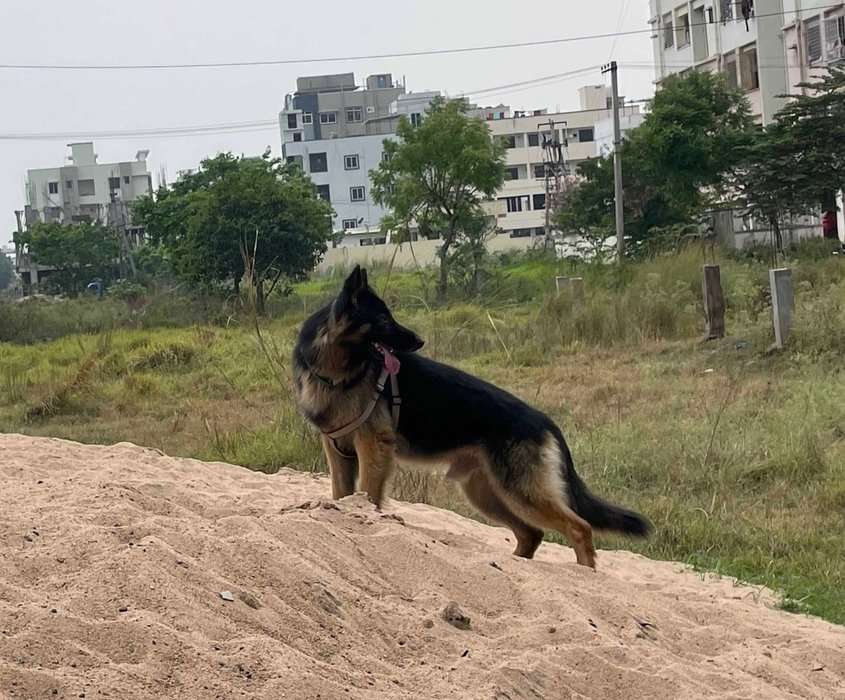 German Shepherd Dogs For Mating In Visakhapatnam