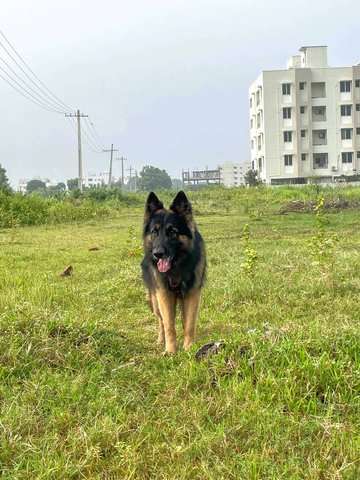 German Shepherd Dogs For Mating In Visakhapatnam
