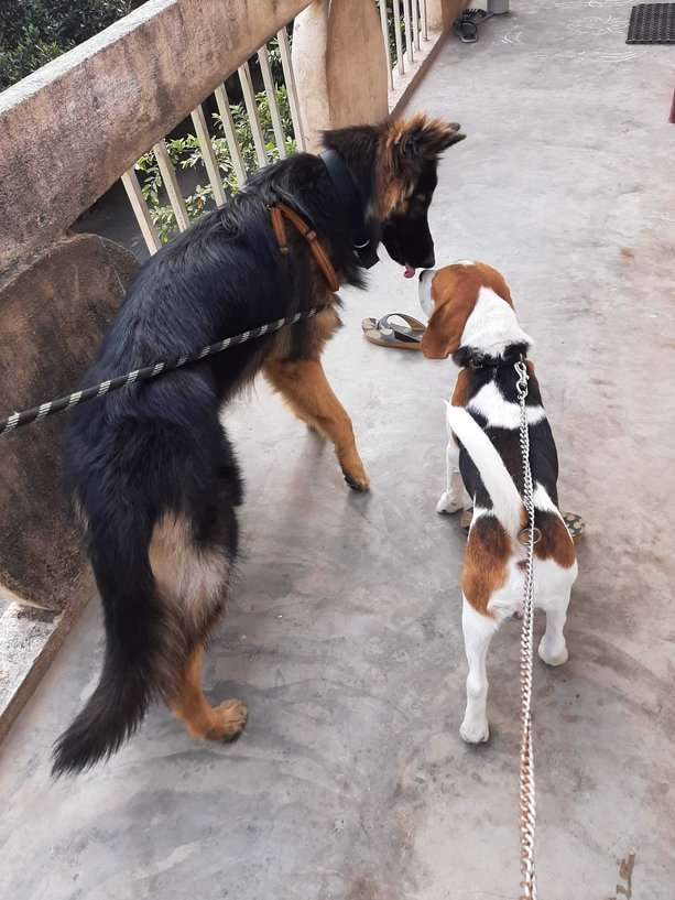 German Shepherd Dogs For Mating In Visakhapatnam
