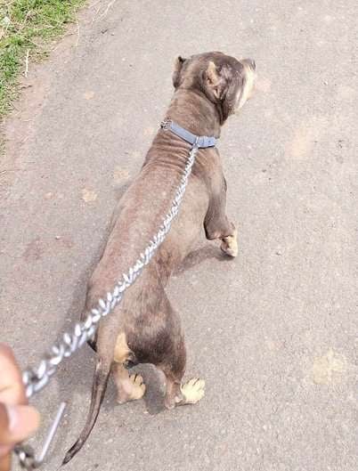 American Pit Bull Terrier Dogs For Mating In Ahmadnagar