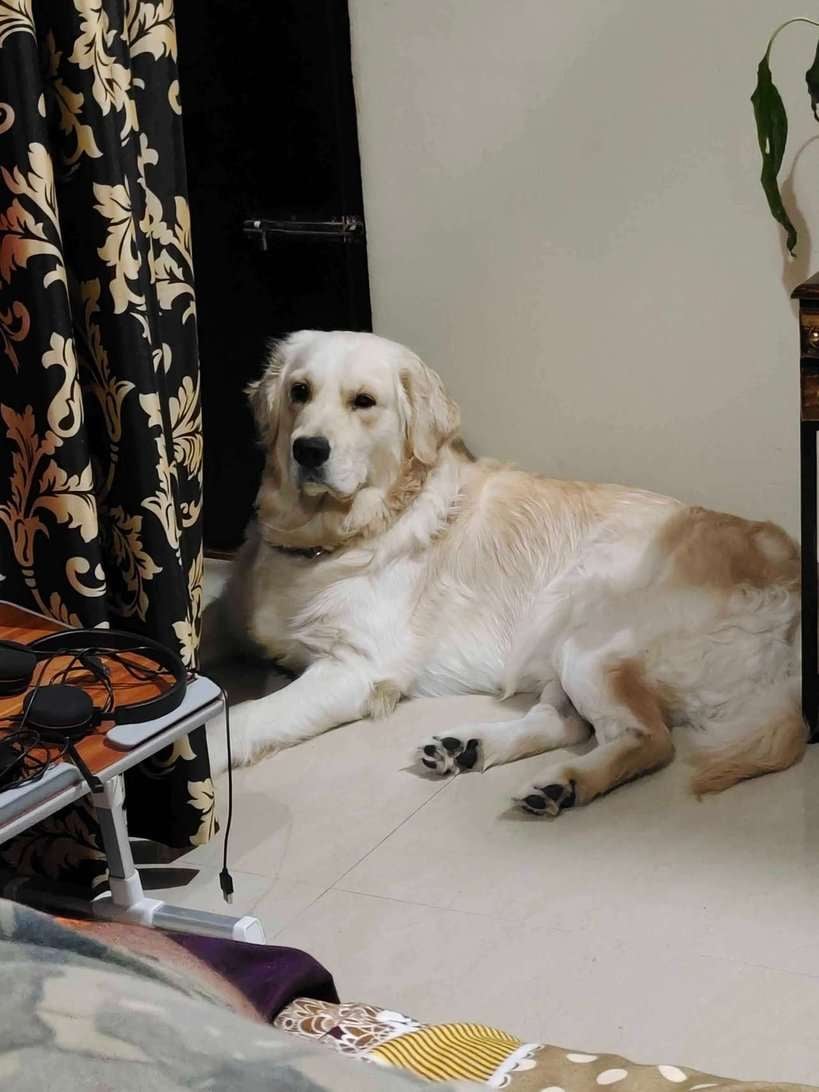 Golden Retriever Dogs For Mating In Bangalore