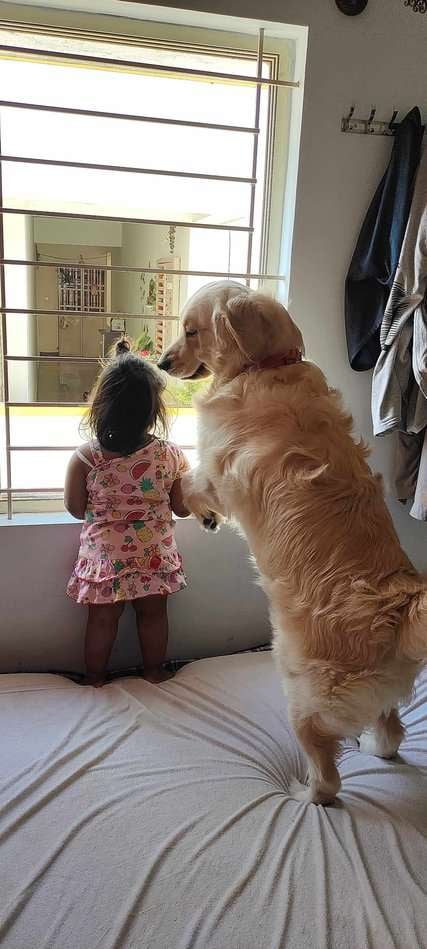 Golden Retriever Dogs For Mating In Bangalore