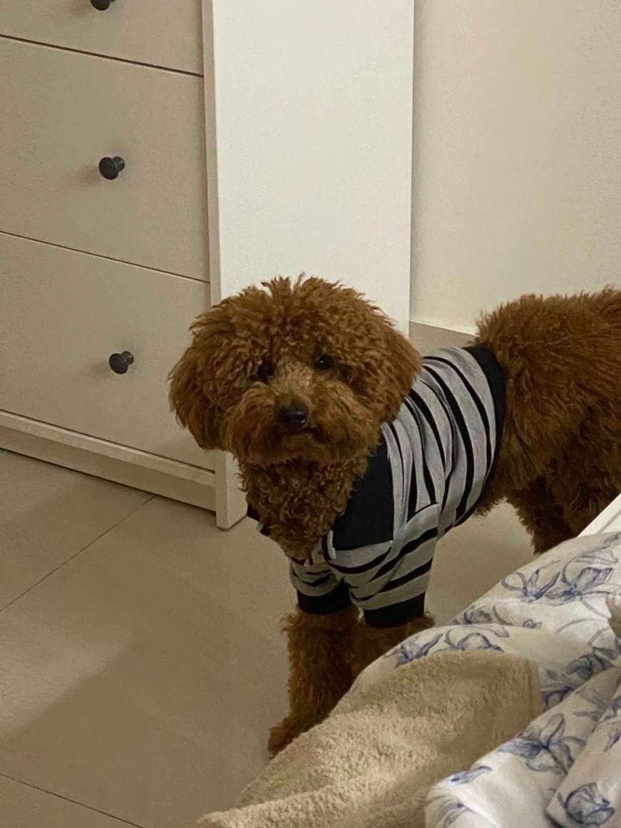 Poodle Dogs For Mating In Bangalore