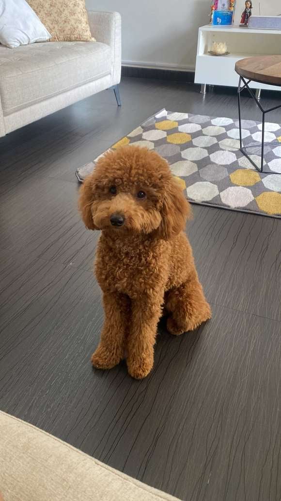 Poodle Dogs For Mating In Bangalore