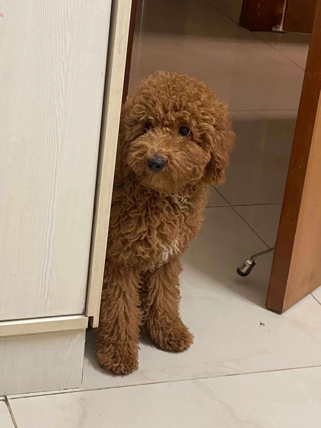 Poodle Dogs For Mating In Bangalore