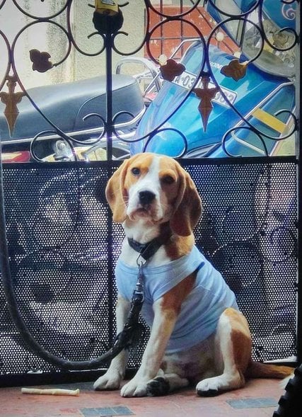 Beagle Dogs For Mating In Bangalore