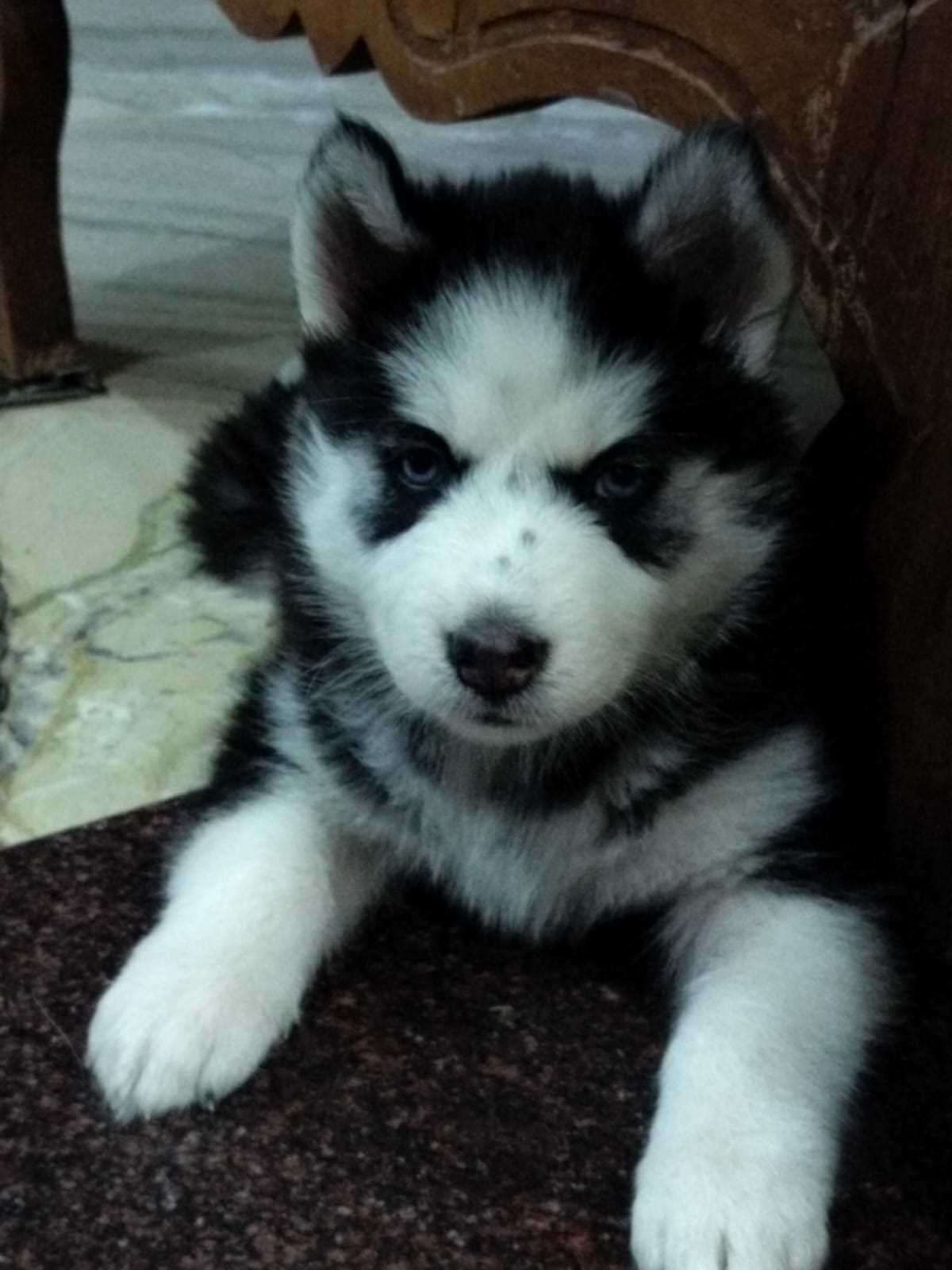 Siberian Husky For Sale In Gurgaon