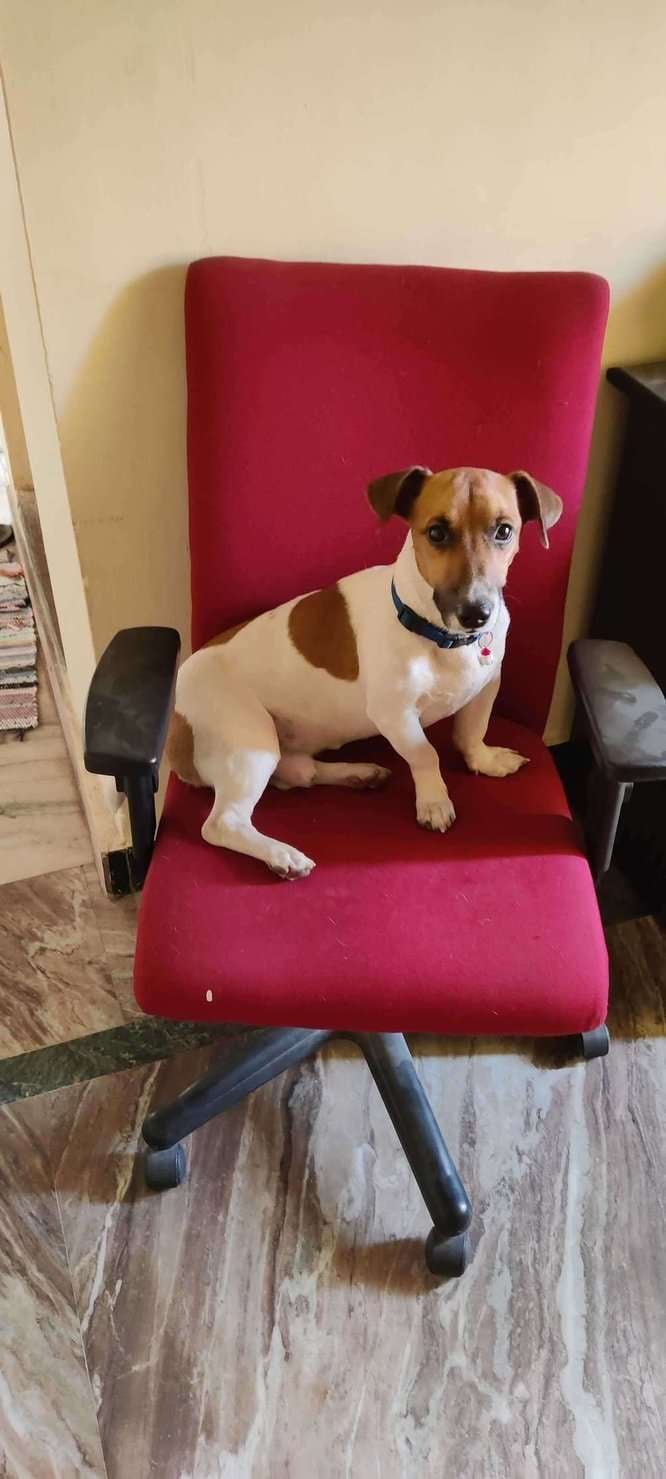 Jack Russell Terrier Dogs For Mating In Chennai
