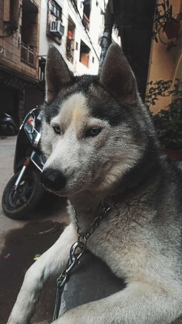 Siberian Husky Dogs For Mating In Delhi