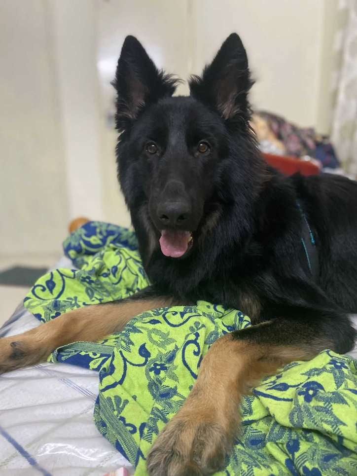 German Shepherd Dogs For Mating In Chennai