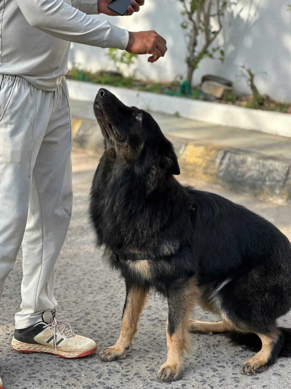 German Shepherd Dogs For Mating In Chennai