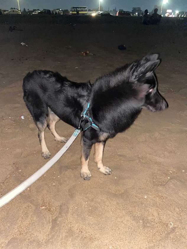 German Shepherd Dogs For Mating In Chennai