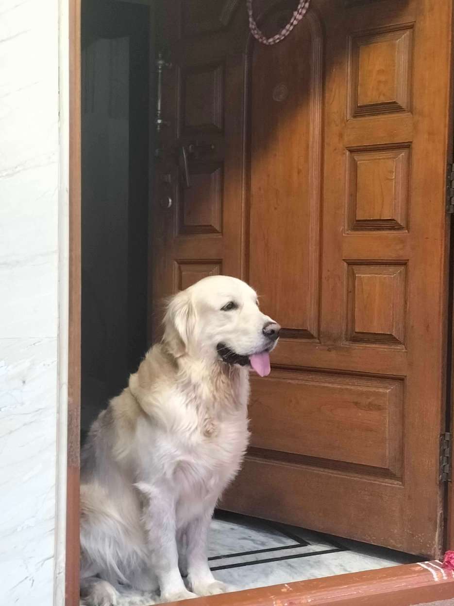 Golden Retriever Dogs For Mating In Bangalore