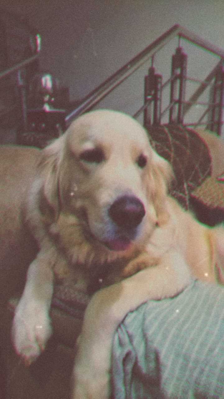 Golden Retriever Dogs For Mating In Bangalore