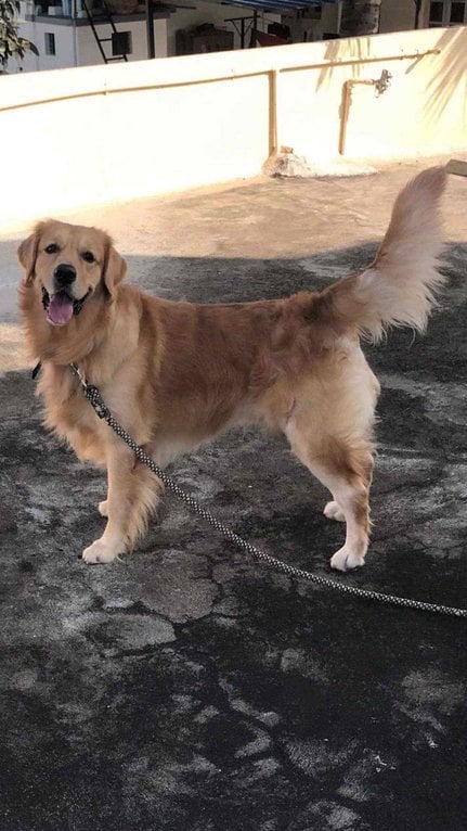 Golden Retriever Dogs For Mating In Bangalore
