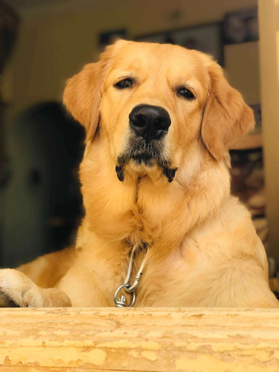 Golden Retriever Dogs For Mating In Bangalore