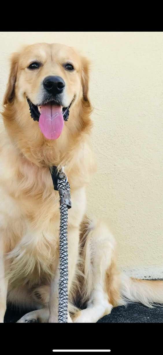 Golden Retriever Dogs For Mating In Bangalore