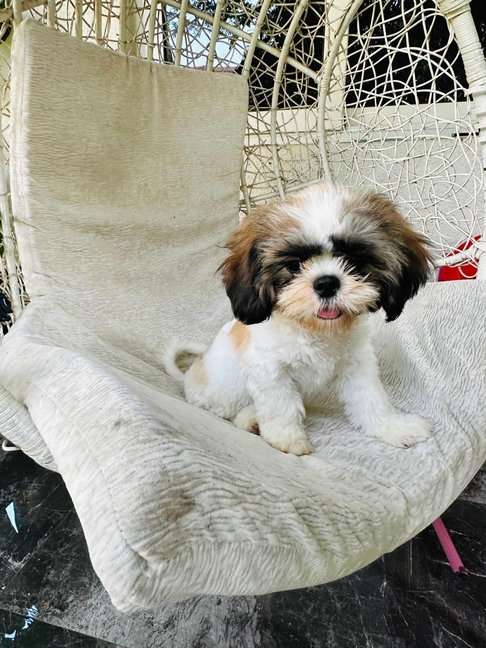 Shih Tzu For Sale In Panaji