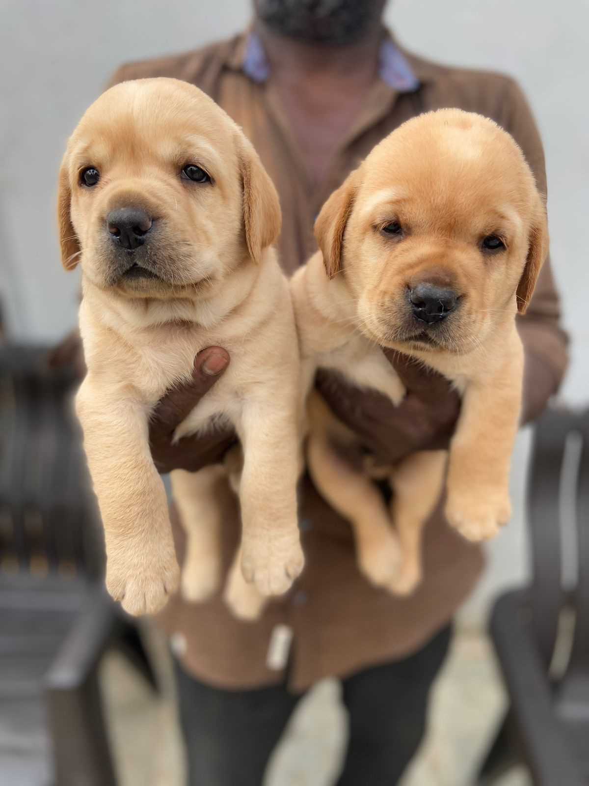 Labrador Retriever For Sale In Warangal