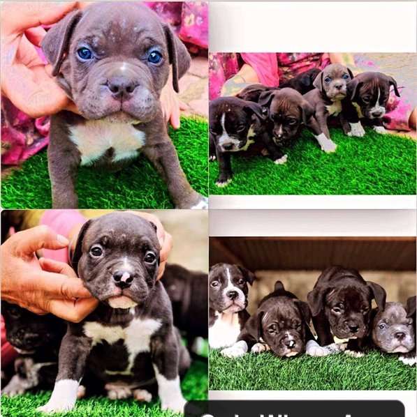 American Bully For Sale In Hoshiarpur