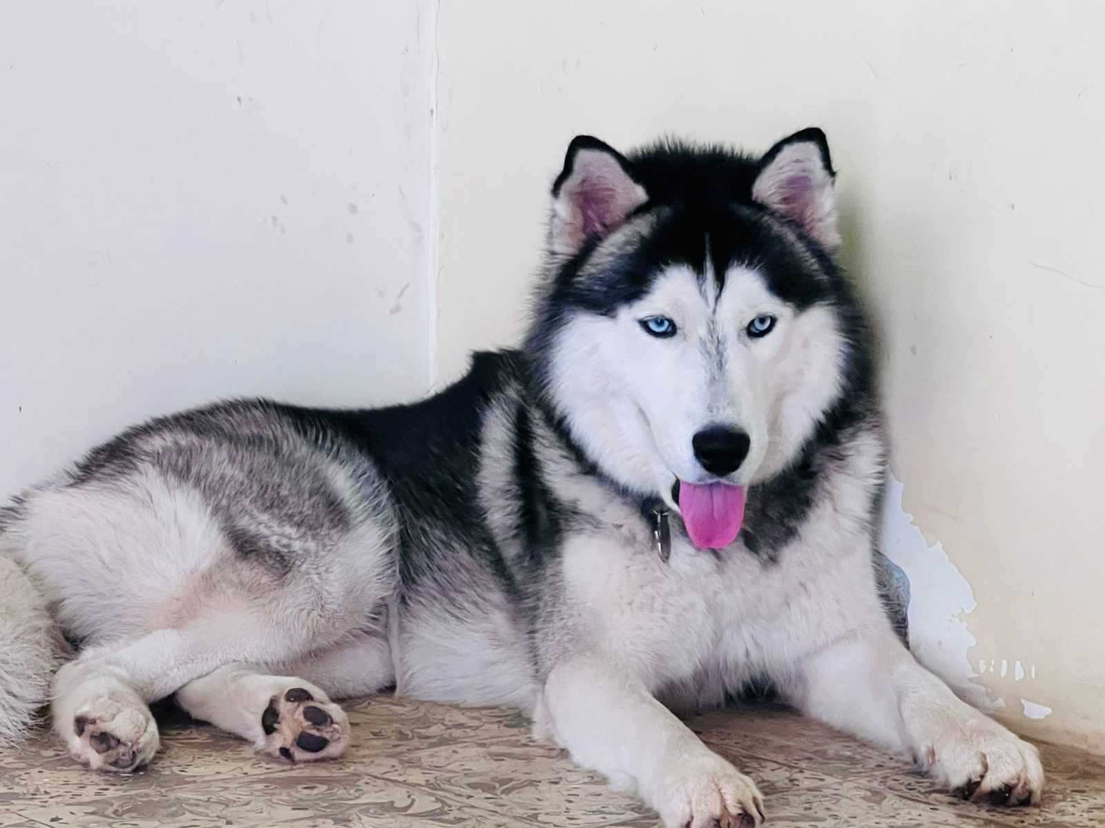 Siberian Husky Dogs For Mating In Hyderabad