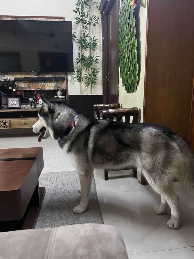 Siberian Husky Dogs For Mating In Hyderabad