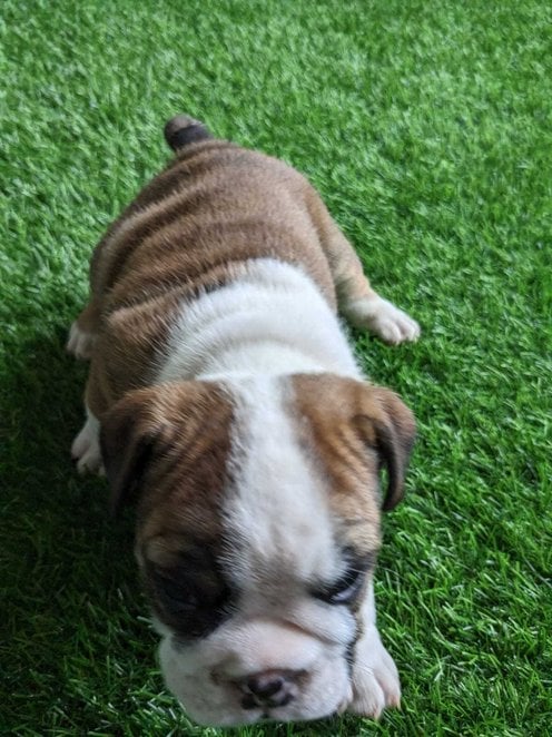 English Bulldog For Sale In Hyderabad