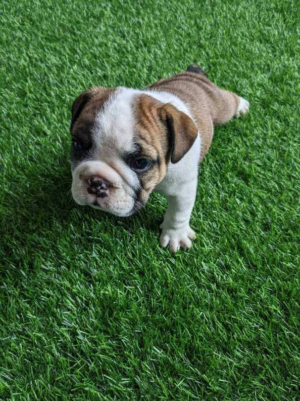English Bulldog For Sale In Hyderabad