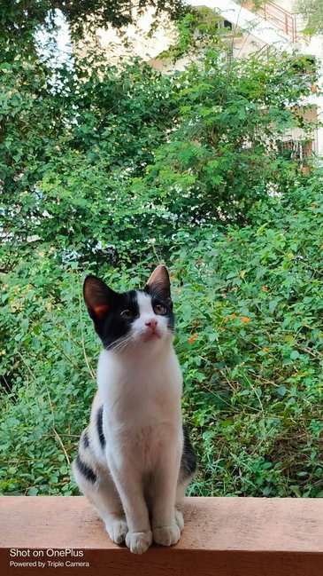 Indian Breed For Adoption In Mysore