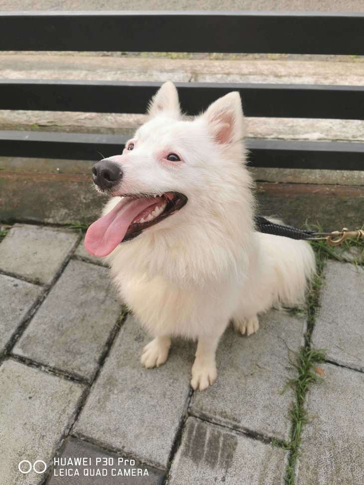 Pomeranian For Adoption In Kochi
