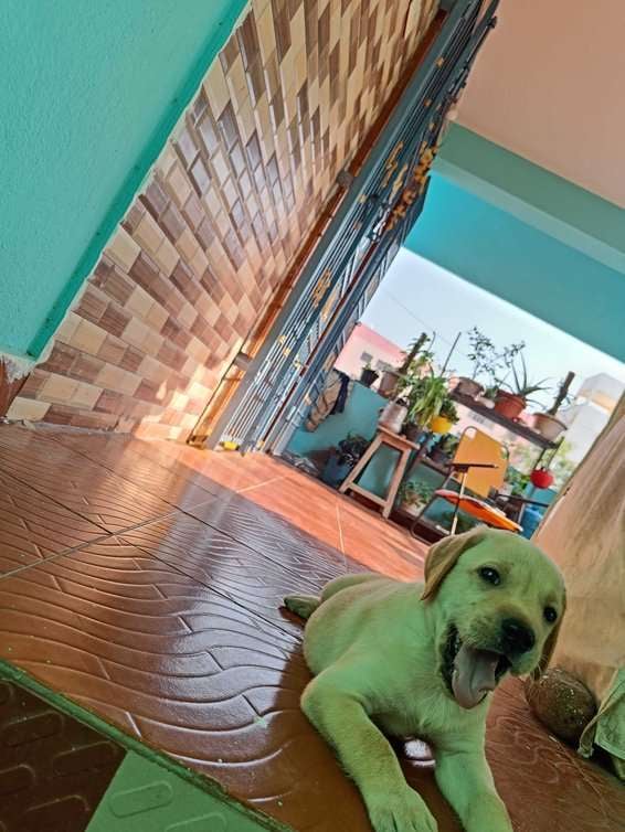 Labrador Retriever For Adoption In Tirupati