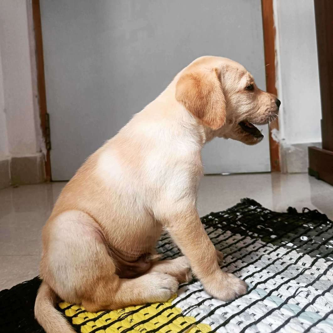 Labrador Retriever For Adoption In Tirupati