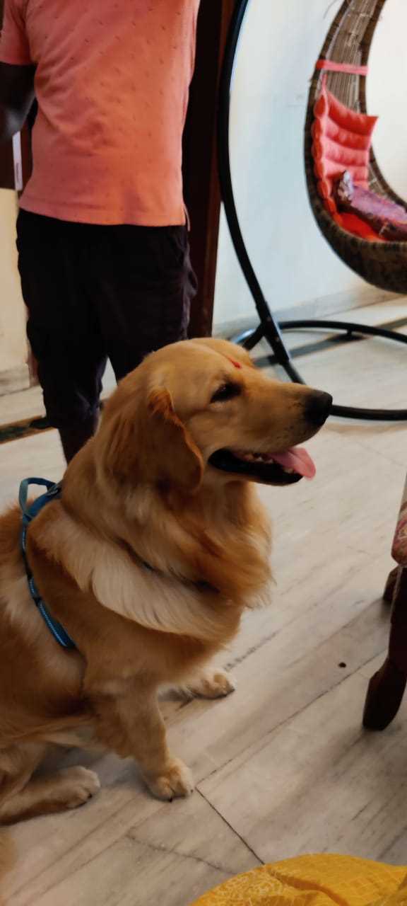 Golden Retriever Dogs For Mating In Kanpur