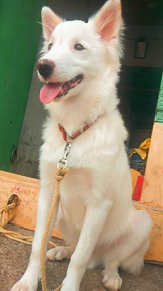 Indian Spitz For Adoption In Nizamabad