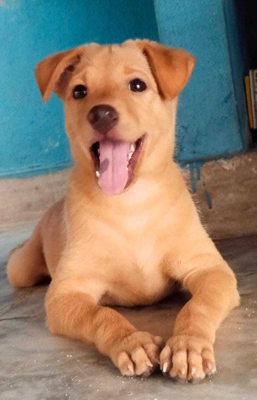 Indian Breed For Adoption In Warangal