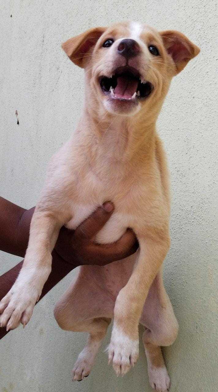 Indian Breed For Adoption In Warangal