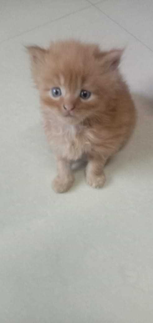 Persian For Sale In Panvel